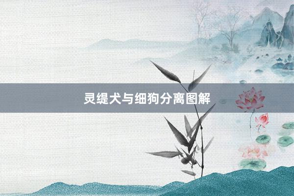 灵缇犬与细狗分离图解